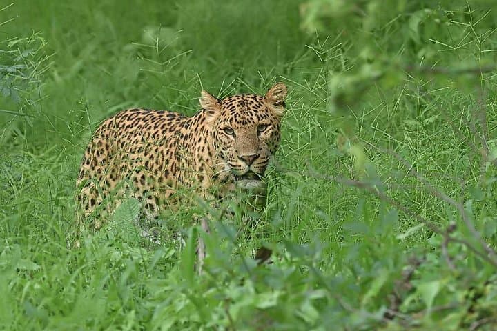 Jhalana Leopard Safari Jaipur: Half-Day Guided Gypsy Safari to Spot Leopards photo 2
