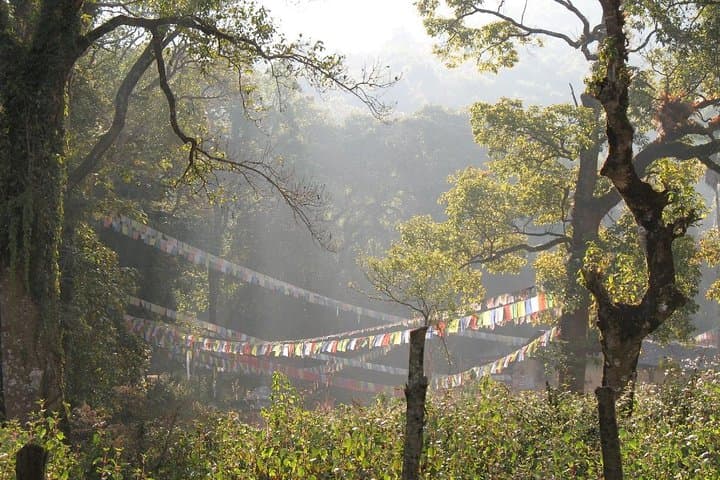 Phulchwoki Hill Day Hike — Birding, Views & Godawari Trails photo 3