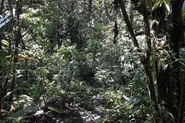 Martinique North Island Private Tour: Rainforest, Rum & Black-Sand Beaches photo 4