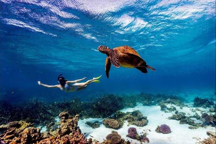 Diani Beach 4-Day Coastal Escape: SGR Train, Kisite Snorkel & Wasini Island