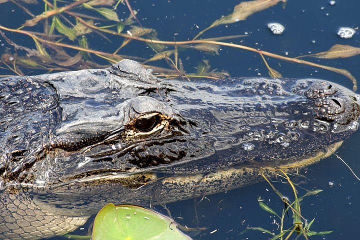 Everglades Airboat Tour from Orlando — 1-Hour Wild Wetlands Ride photo 1