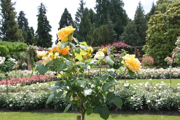 Mainau Island Day Trip from Oberstaufen — Lake Constance in One Day