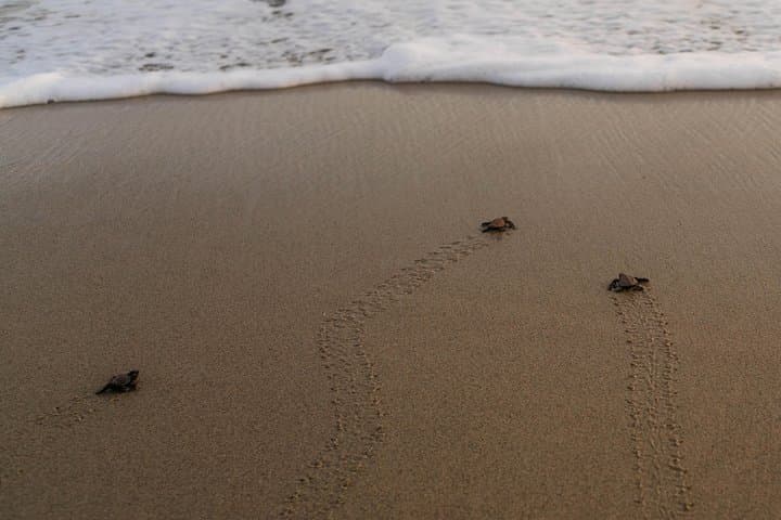 Huatulco Turtle Release and Sunset Tour: Beach Sanctuary Experience photo 4