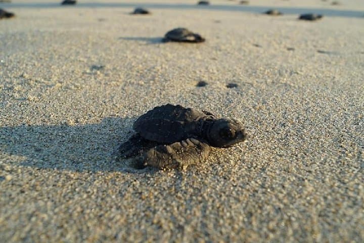 Huatulco Turtle Release and Sunset Tour: Beach Sanctuary Experience