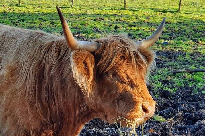 Private Central Highlands Driving Tour from Edinburgh — Castles, Lochs & Whisky photo 3