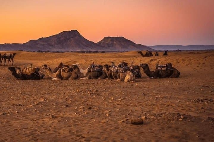 Overnight Zagora Sahara Tour from Marrakech: Camel Trek & Berber Camp