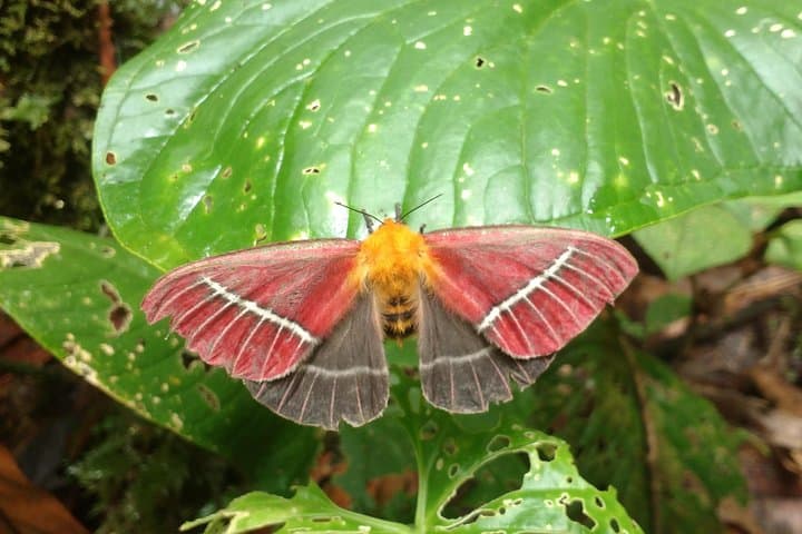 Pericos Reserve Waterfall Trek: Full-Day Rainforest Hike from Cali photo 5