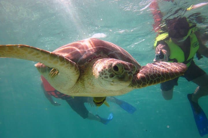 Swim with Sea Turtles at Akumal Bay — Guided Snorkel Tour photo 2