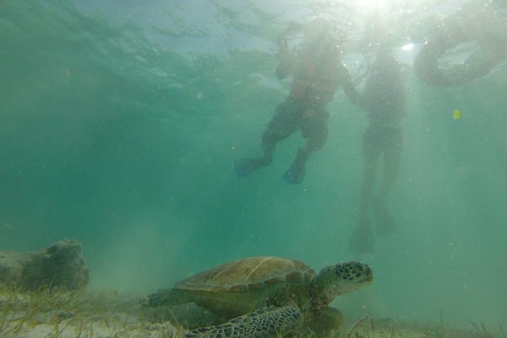Swim with Sea Turtles at Akumal Bay — Guided Snorkel Tour photo 4