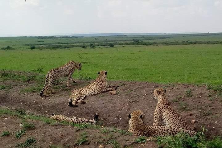 2-Day Private Safari in Maasai Mara: Big Five Game Drives from Nairobi photo 4