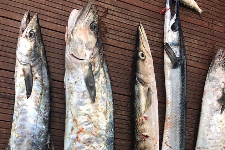 Deep Sea Big Game Fishing Adventure in Hikkaduwa: A Practical Guide photo 4
