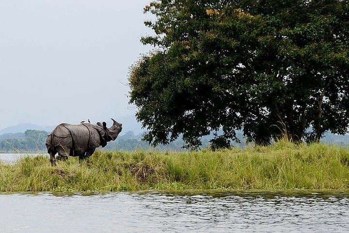 Kaziranga Safari Special: 4D/3N Elephant & Jeep Safaris from Guwahati