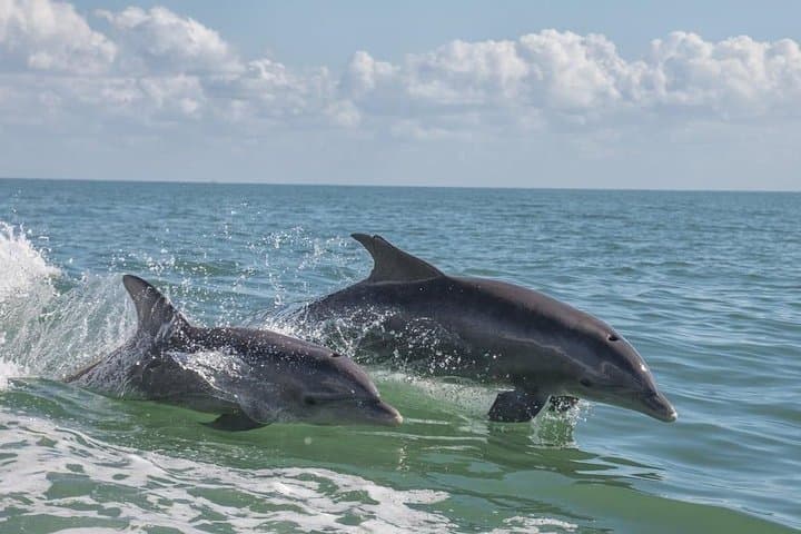 Frisky Mermaid Pontoon Rentals: Self-Guided Boating & Dolphin Watching in Pensacola Beach photo 2