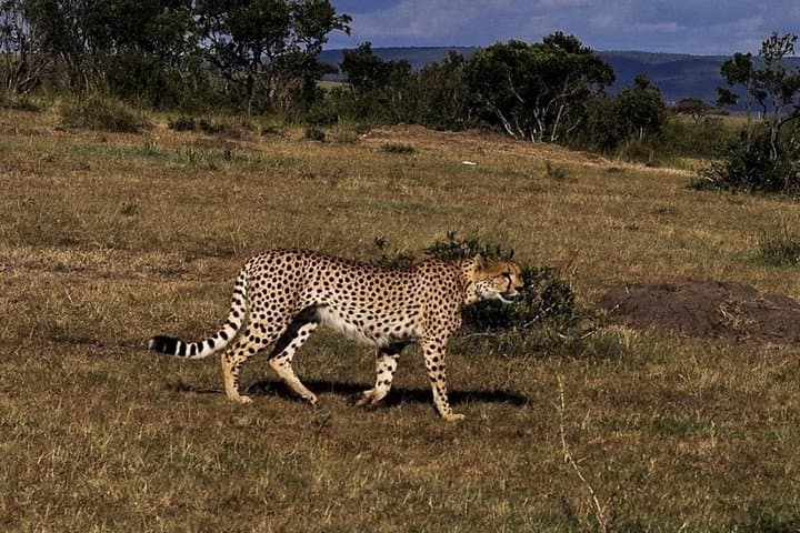 3-Day Maasai Mara Safari — Wildebeest Migration & Big Five Game Drives