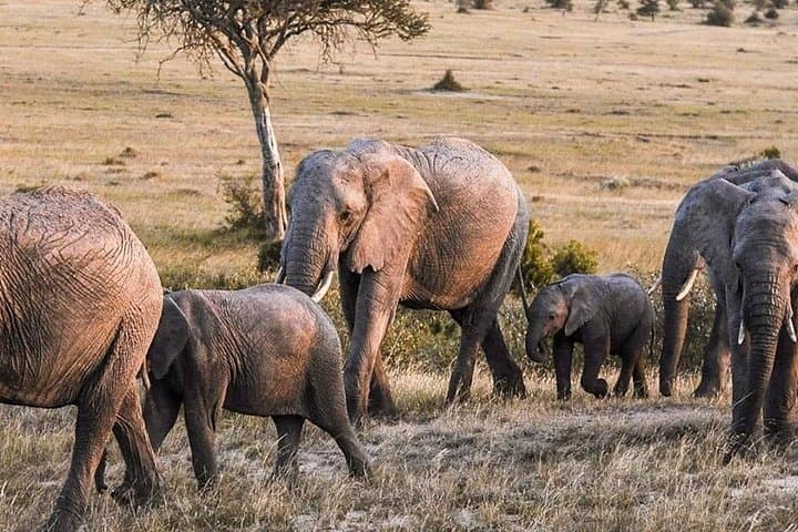 3-Day Maasai Mara Safari — Wildebeest Migration & Big Five Game Drives photo 2