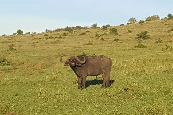3-Day Maasai Mara Safari — Wildebeest Migration & Big Five Game Drives photo 4
