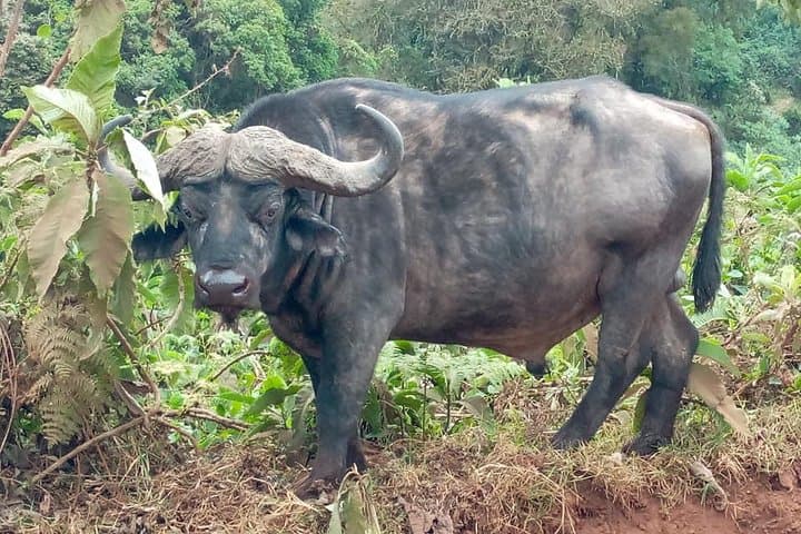 Ngorongoro Crater Day Safari from Arusha — Big Five on a Full-Day Game Drive