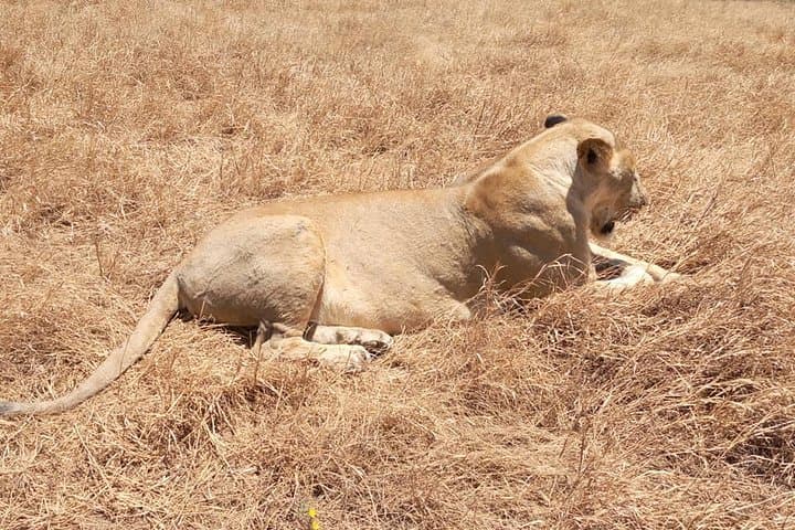 Ngorongoro Crater Day Safari from Arusha — Big Five on a Full-Day Game Drive photo 2