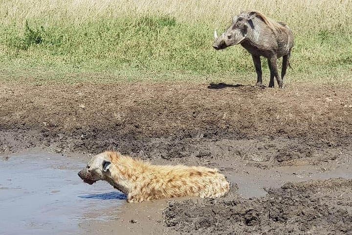 Ngorongoro Crater Day Safari from Arusha — Big Five on a Full-Day Game Drive photo 3