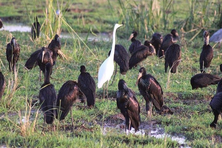 Ngorongoro Crater Day Safari from Arusha — Big Five on a Full-Day Game Drive photo 4