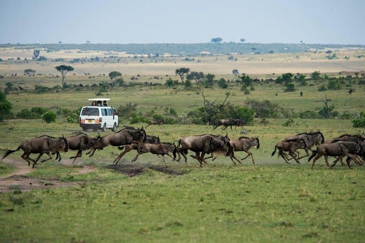 3-Day Maasai Mara Safari — Wildebeest Migration & Big Five Game Drives photo 3