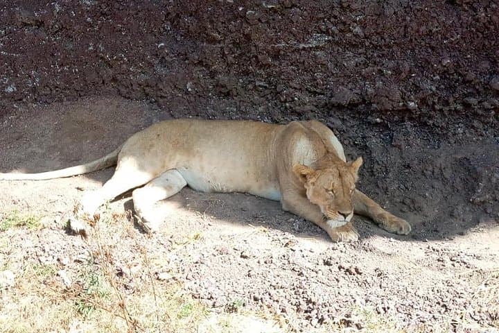 Tarangire Day Safari from Arusha & Kilimanjaro: Big Game and Baobab Landscapes