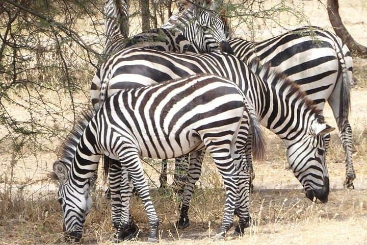 Tarangire Day Safari from Arusha & Kilimanjaro: Big Game and Baobab Landscapes photo 2