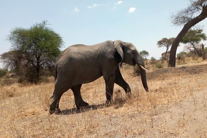 Tarangire Day Safari from Arusha & Kilimanjaro: Big Game and Baobab Landscapes photo 3