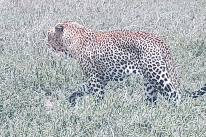 Tarangire Day Safari from Arusha & Kilimanjaro: Big Game and Baobab Landscapes photo 5