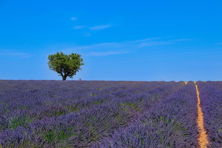 Full-Day Provence Lavender Fields & Verdon Gorge Private Tour from Nice