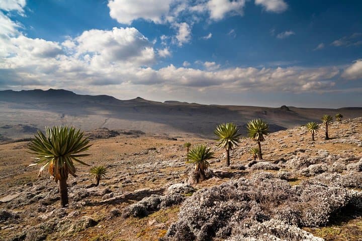 8-Day Bale Mountains Trek: Sanetti Plateau, Dinsho & Ethiopian Wolf Encounters