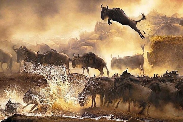 Maasai Mara 3-Day Flying Safari: Big Five, Wildebeest Crossings & Cultural Encounters photo 2