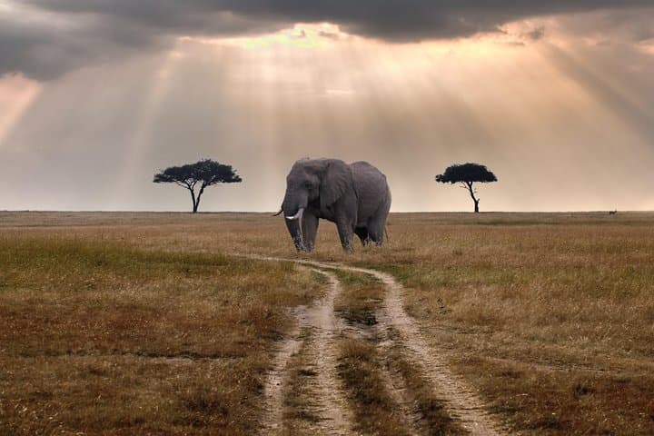 8-Day Kenya & Tanzania Private Lodging Safari: Masai Mara to Ngorongoro photo 2