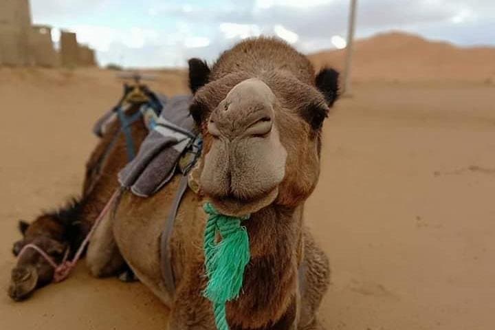 Luxury Desert Tour Marrakech to Fez: 3-Day Private Merzouga Camel Camp Experience photo 4