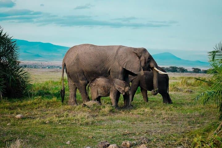 9-Day Kenya Safari: Amboseli, Tsavo & Diani Beach Adventure photo 2
