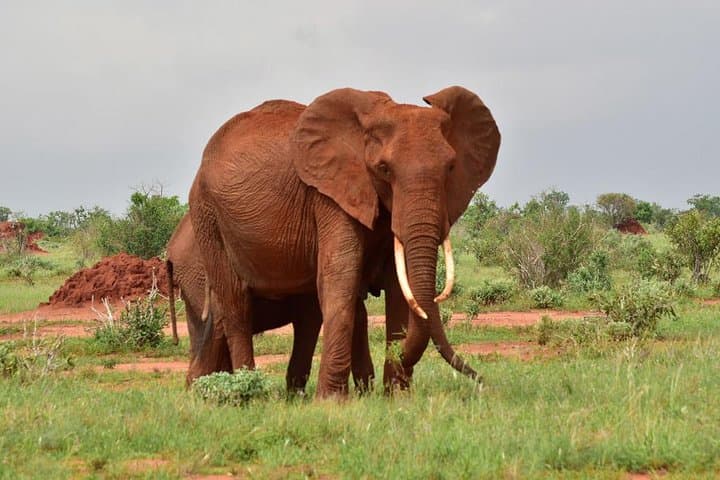 9-Day Kenya Safari: Amboseli, Tsavo & Diani Beach Adventure photo 3