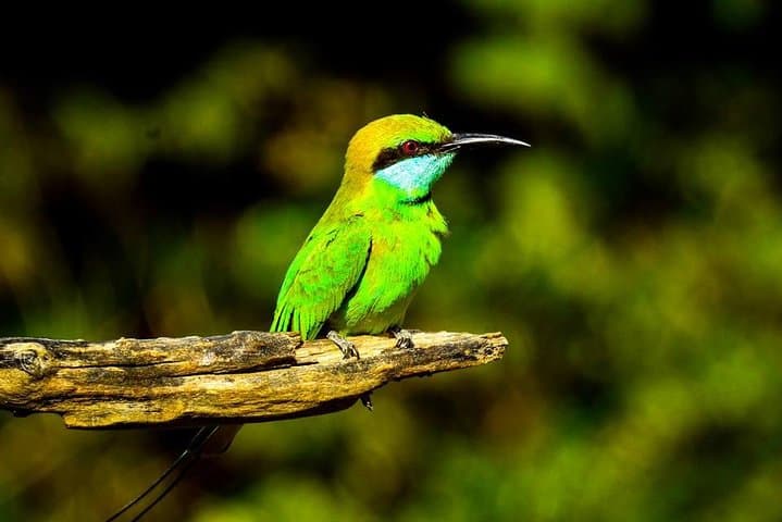 Two-Day Safari: Udawalawe & Yala National Park from Colombo photo 4