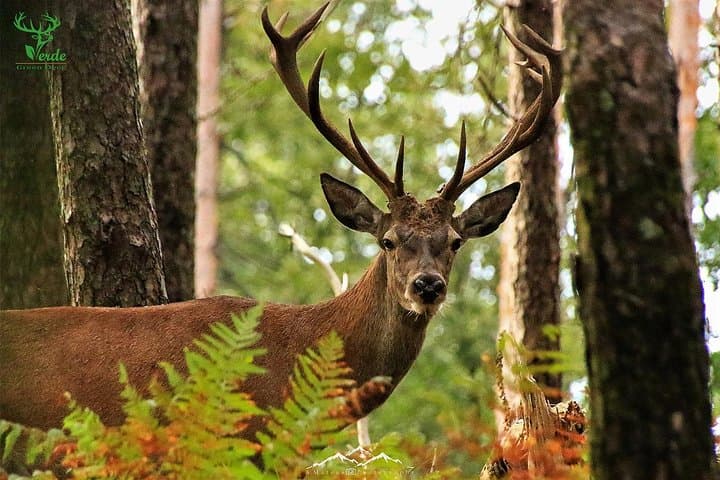Lousa Mountain Deer-Watching Private Tour from Coimbra