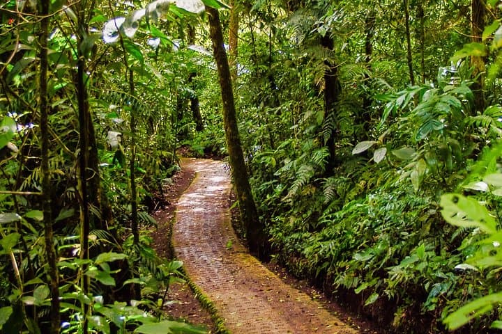 Selvatura Hanging Bridges: Cloud-Forest Canopy Walk from Monteverde photo 2