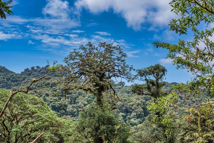 Selvatura Hanging Bridges: Cloud-Forest Canopy Walk from Monteverde photo 5
