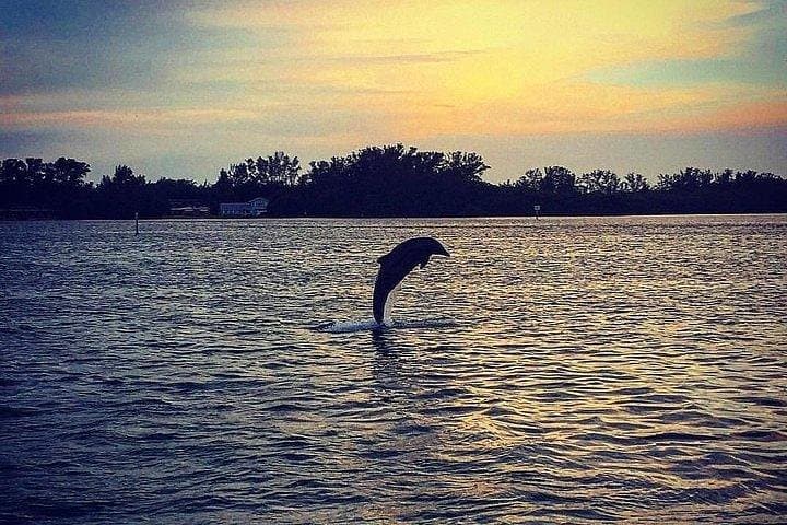 Anna Maria Island Dolphin Sunset Boat Tour: Gulf Sunset Cruise & Wildlife Viewing photo 2