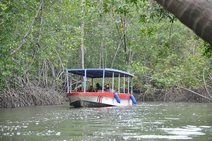 Damas Island Mangrove Boat Tour — Wildlife & Birding from Manuel Antonio photo 2