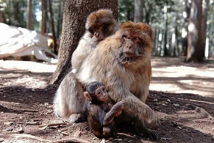 Day Trip from Fez to the Middle Atlas: Ifrane, Azrou & Imouzzer