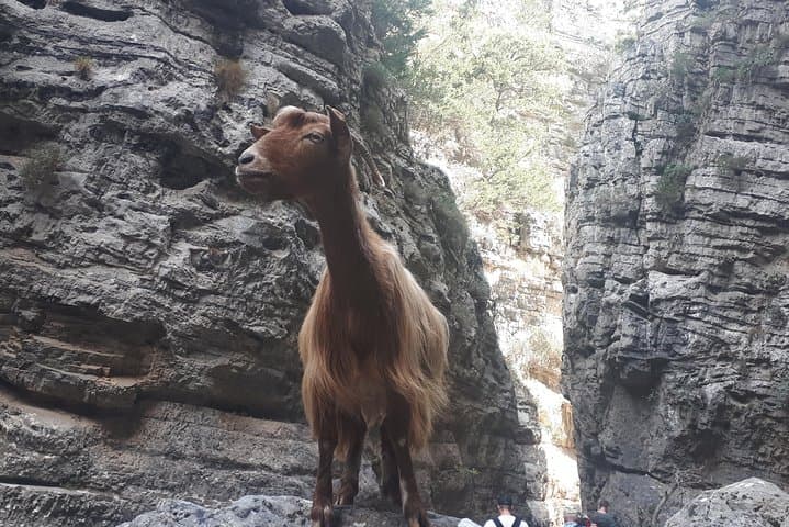 Hiking Imbros Gorge: Narrow Cretan Canyon Walk from Imbros to Komitades