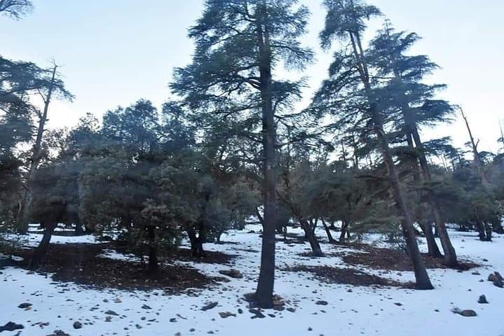 Day Trip from Fez to the Middle Atlas: Ifrane, Azrou & Imouzzer photo 4
