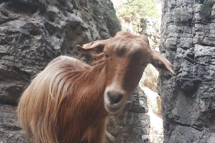 Hiking Imbros Gorge: Narrow Cretan Canyon Walk from Imbros to Komitades photo 2