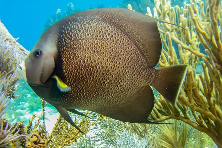 Half-Day Snorkel Trip to Key Largo Reefs — Pennekamp & Florida Keys Marine Sanctuary photo 2