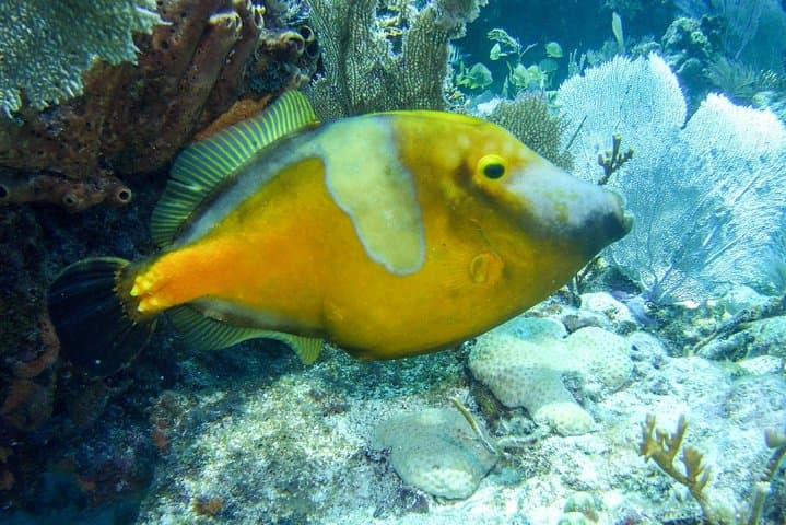 Half-Day Snorkel Trip to Key Largo Reefs — Pennekamp & Florida Keys Marine Sanctuary photo 3