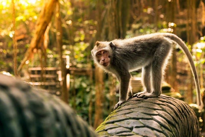 Ubud Scenery Private Tour: Rice Terraces, Monkey Forest & Artisan Villages photo 3