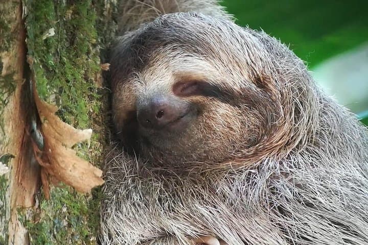 Manuel Antonio Naturalist Walk: Sloth Trail Wildlife Tour in Costa Rica photo 1